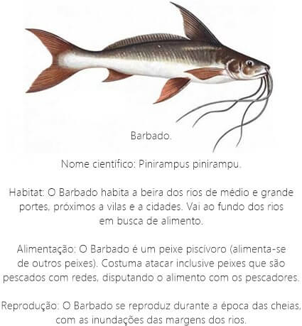 Peixe Barbado Peixe-Barbado