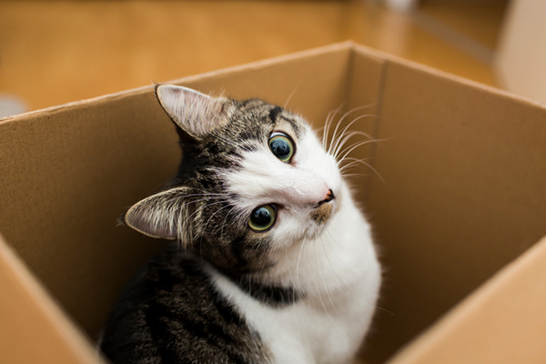 How to Befriend a Shy Cat How to Befriend a Shy Cat