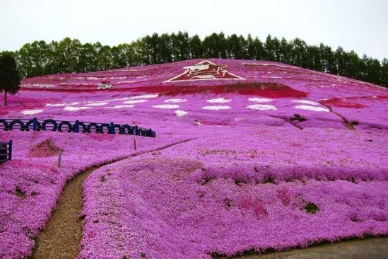 2._Flower_Hill_of_Hokkaido-428-800-600-80