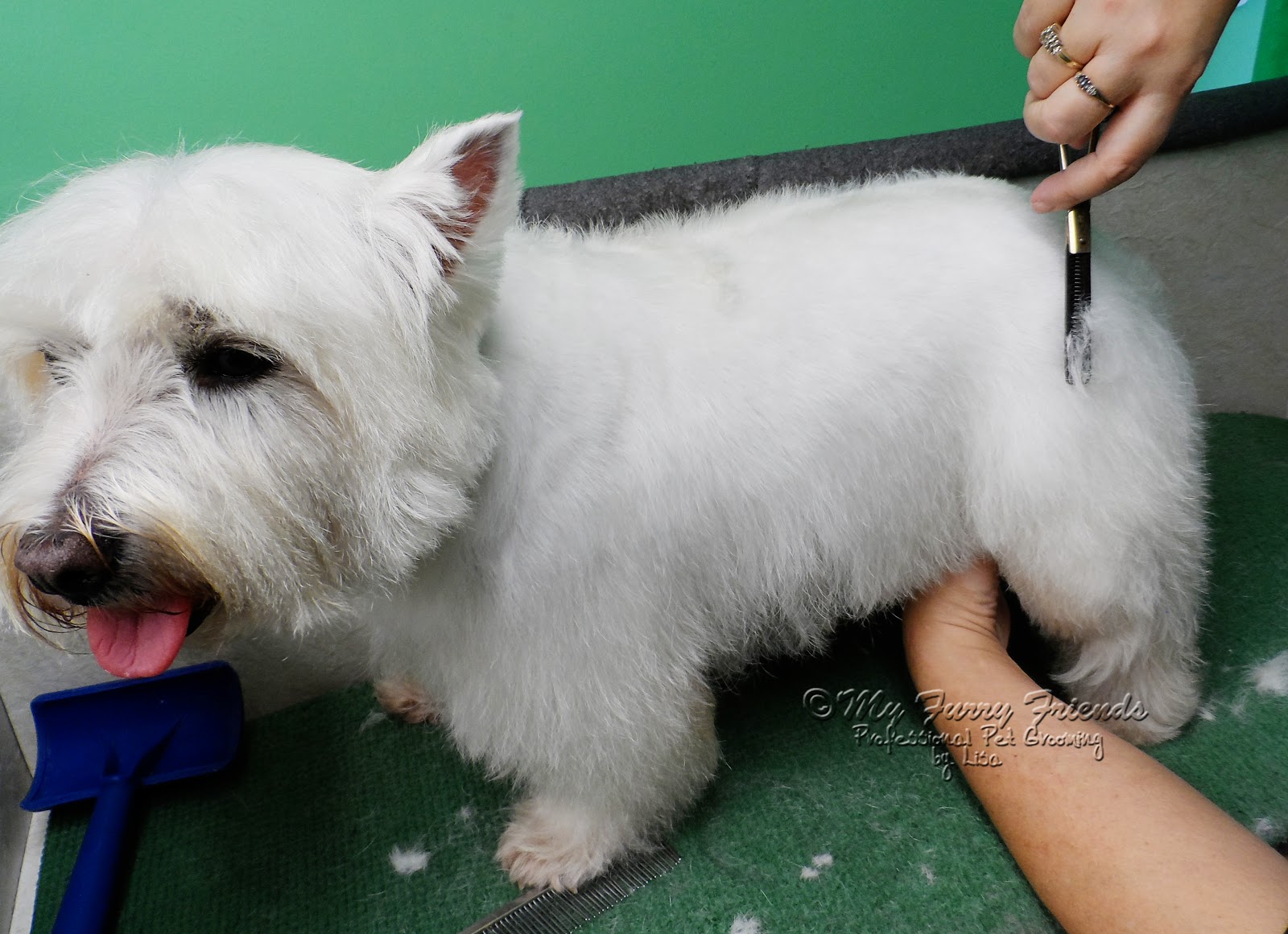 pet grooming: the good, the bad, & the furry: 'pet' westie cut