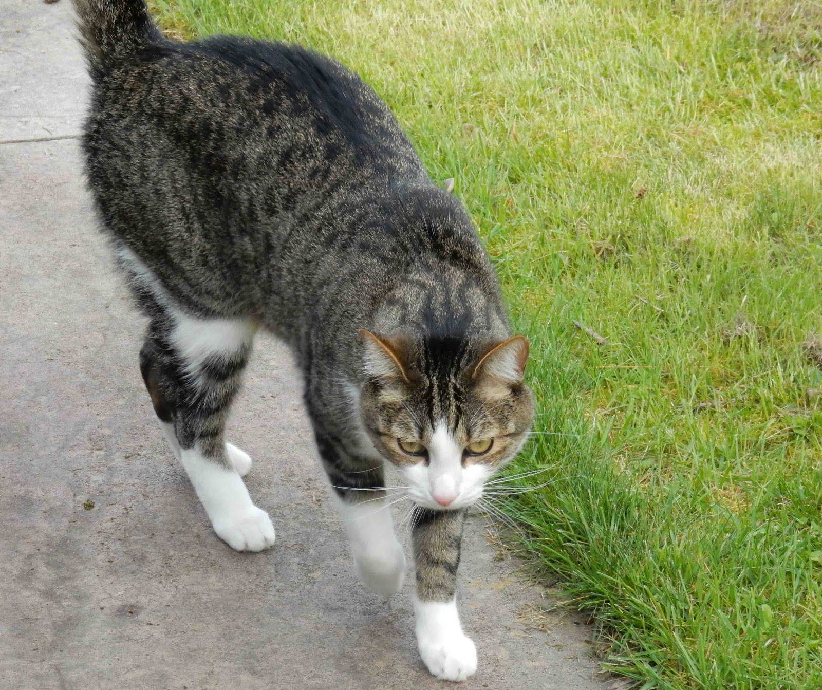 Cat Patches Cats of All Colors