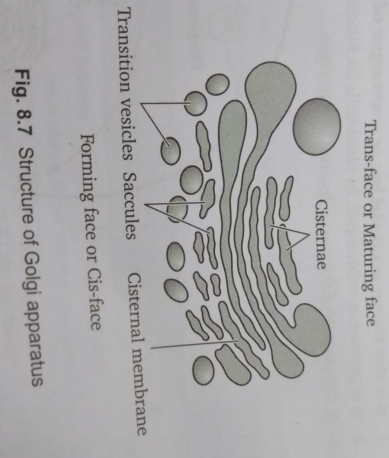 Biologyworld - Best notes for students: GOLGI APPARATUS AND IT'S STRUCTURE
