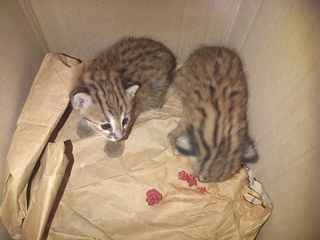 Jual Beli Satwa Unik Indonesia: Jual blacan (kucing hutan) / macan rembang