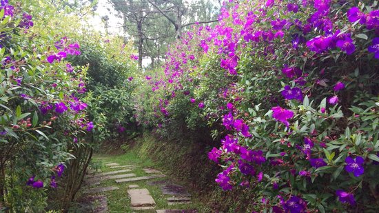 Bán cây hoa sim tím rẻ tại Hà Nội - Cách trồng và chăm sóc !
