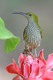 Jenis Burung Pijantung (cucuk jantung) di Indonesia Jenis Burung Pijantung (cucuk jantung) di Indonesia