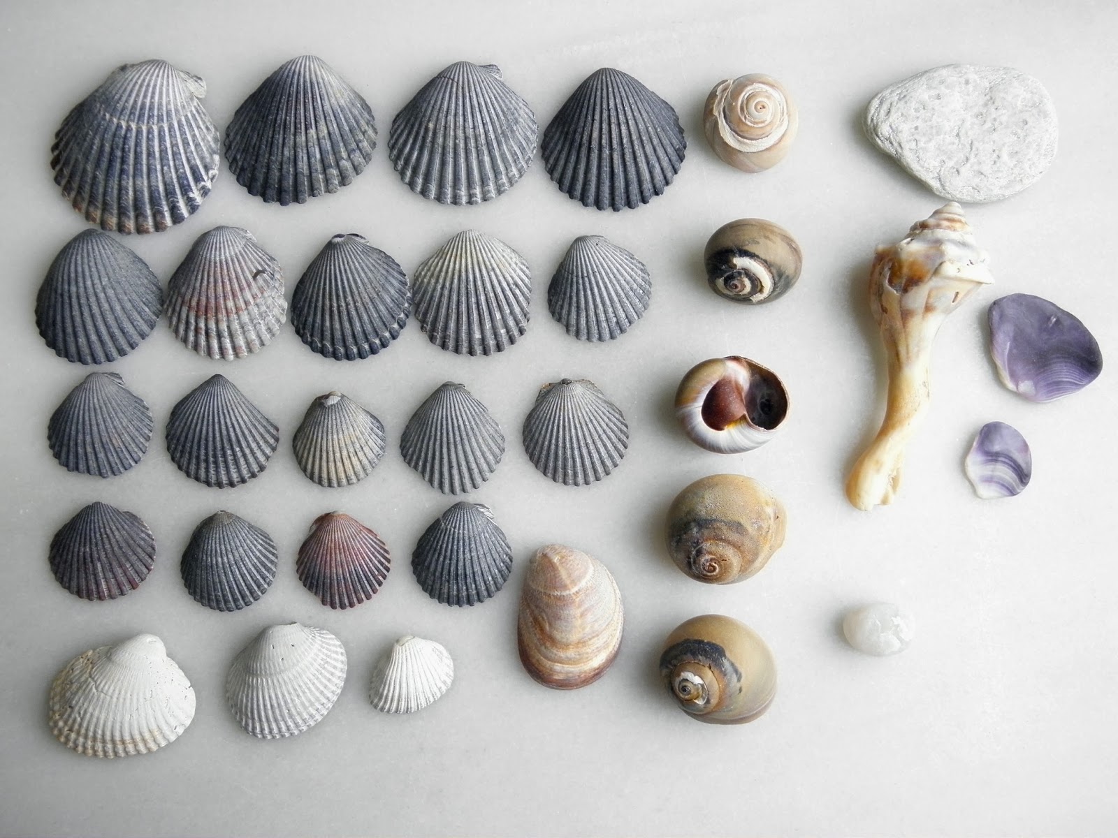 Collecting Seashells