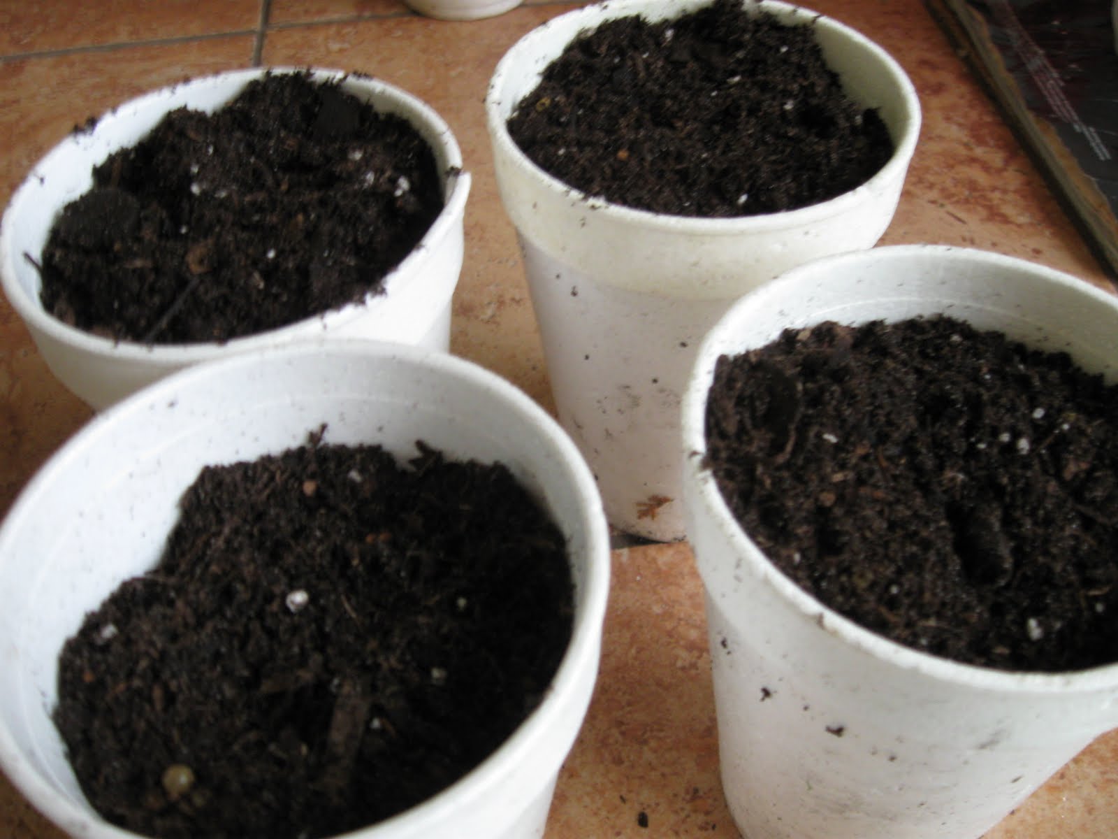 Growing Food in Florida Let's grow some peanuts