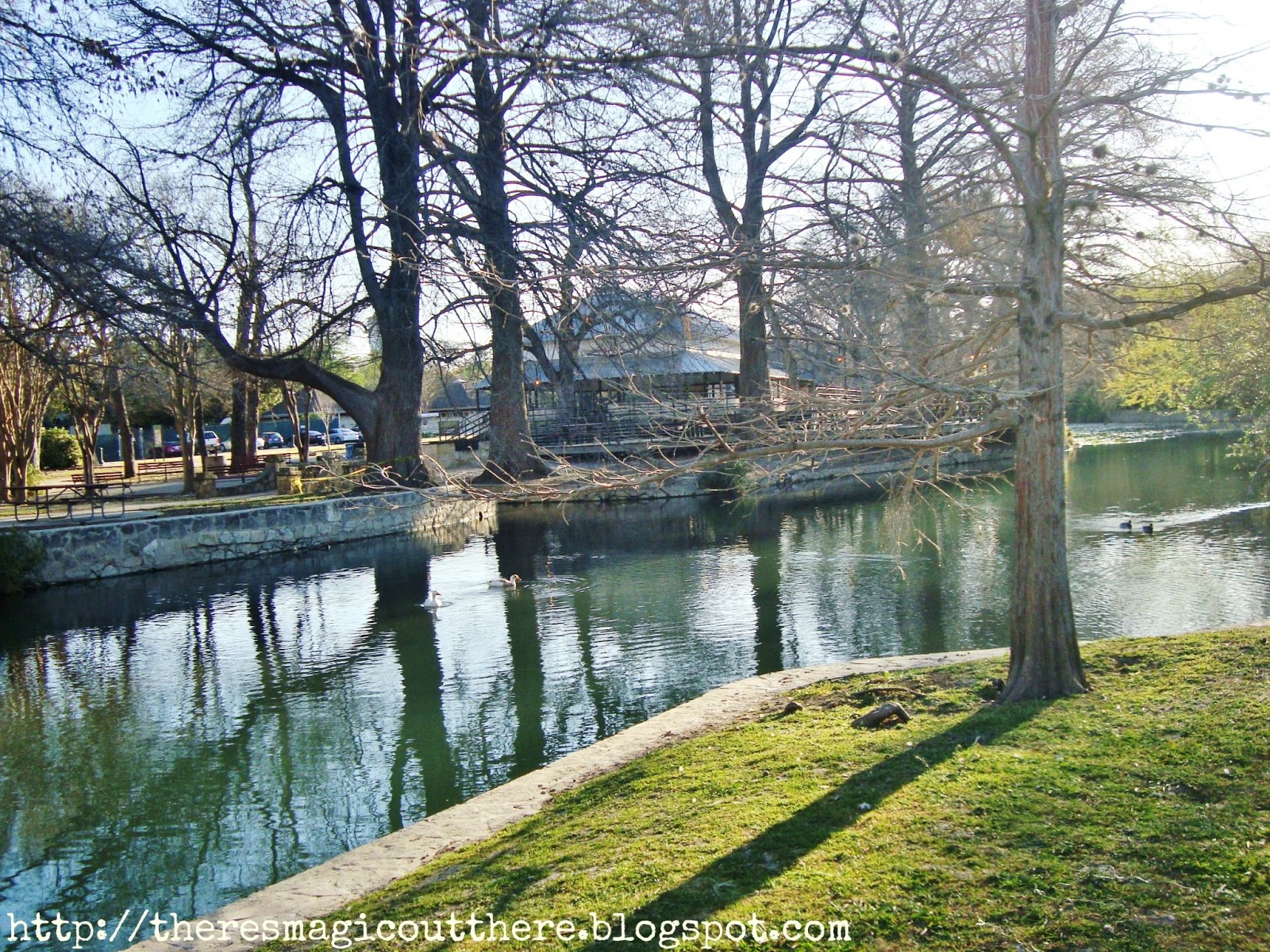 There's Magic Out There Taking a walk at Brackenridge Park
