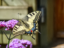 Machaon