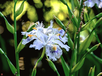 Shaga (Iris japonica) flowers: Engaku-ji