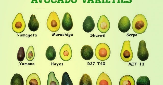 Garden and Farms: Different Avocado Varieties