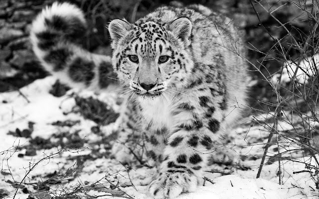 leopard pictures