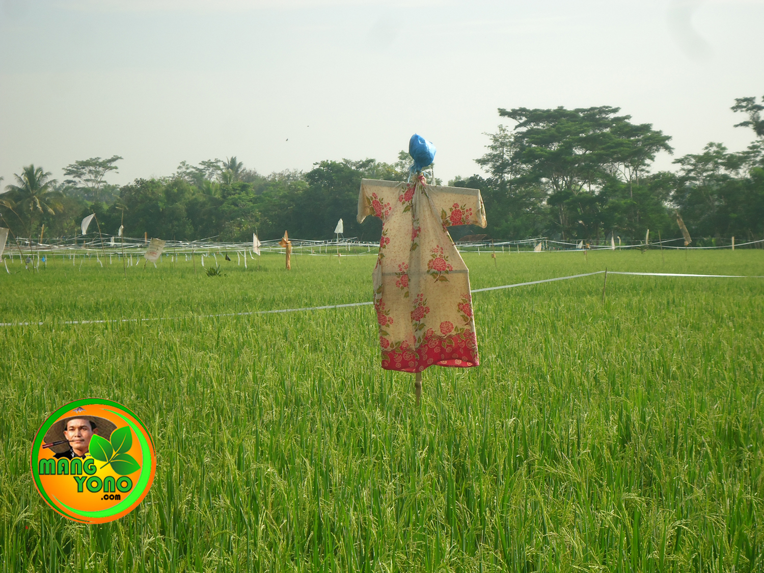 Mengusir burung pipit dengan orang orangan sawah  Blog 