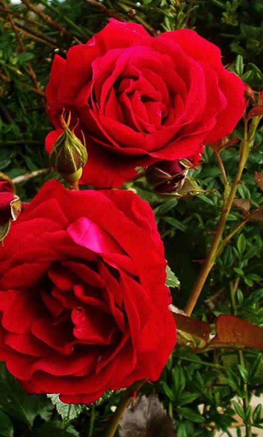 Old Roses In My Garden