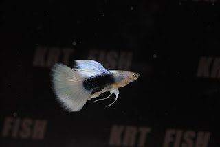 guppies for sale online HB White Guppy Ribbon,  guppy info HB White Guppy Ribbon,  buy guppies online HB White Guppy Ribbon,  guppy sale HB White Guppy Ribbon,  buy guppies HB White Guppy Ribbon,  guppy diseases HB White Guppy Ribbon,  guppies online HB White Guppy Ribbon,  caring for guppies HB White Guppy Ribbon,  best food for guppies HB White Guppy Ribbon,  food for guppies HB White Guppy Ribbon,  blue guppy HB White Guppy Ribbon,  guppy breeding setup HB White Guppy Ribbon,  guppy birth HB White Guppy Ribbon,  guppy species HB White Guppy Ribbon,  gestation period for guppies HB White Guppy Ribbon,  guppys online HB White Guppy Ribbon,  guppy care sheet HB White Guppy Ribbon,  guppy blue HB White Guppy Ribbon,  keeping guppies HB White Guppy Ribbon,  guppies for sale cheap HB White Guppy Ribbon,  the guppy HB White Guppy Ribbon,  guppy breeding cycle HB White Guppy Ribbon, 