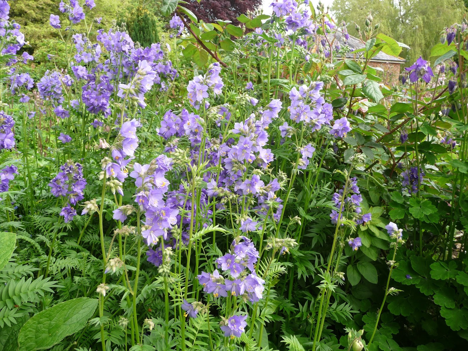 life between the flowers Blue Perennial Jacobs Ladder, Polemonium