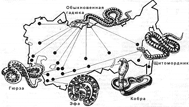 Карта змей в московской области