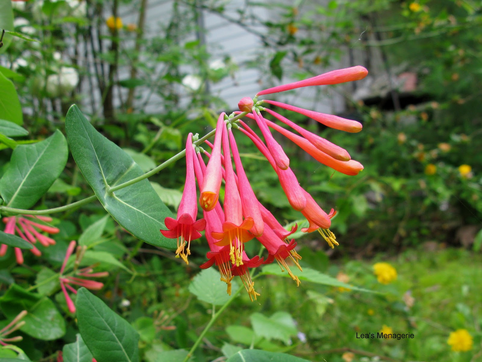 Lea's Menagerie Trumpet Honeysuckle May 22, 2013