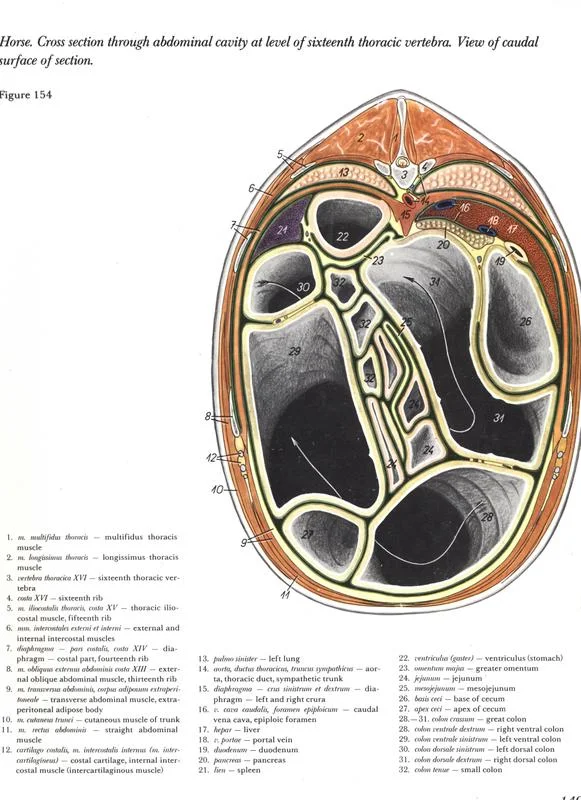 horse-cross-section-through-abdominal-cavity-level-sixteenth-thoracic-vertebra-caudal-section-pdf-popesko-vetarq-anatomia-veterinaria
