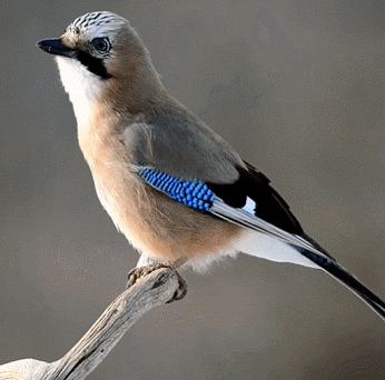IMAGENES DE AVES FORMATO GIF