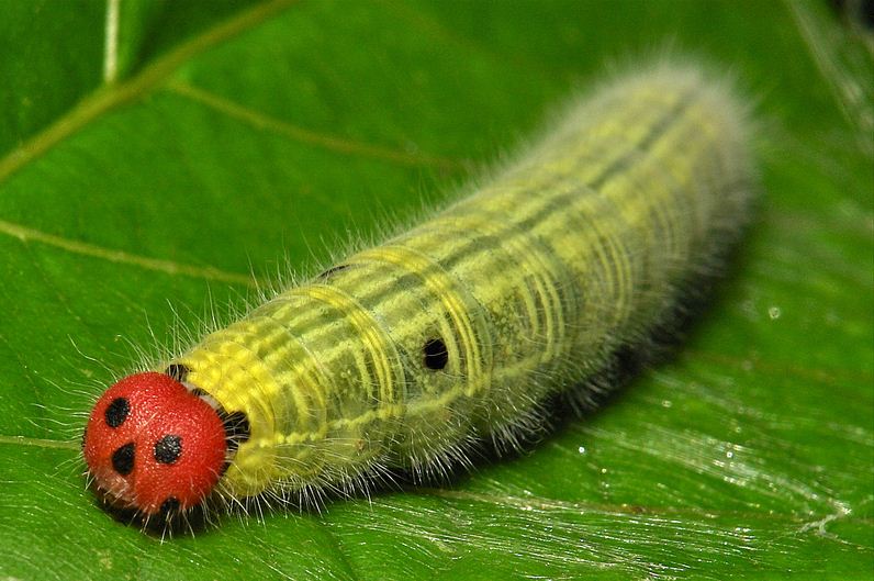 Meet the Caterpillar That Looks Exactly Like a JackoLantern