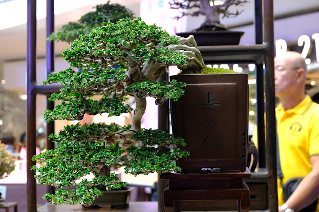 premna bonsai