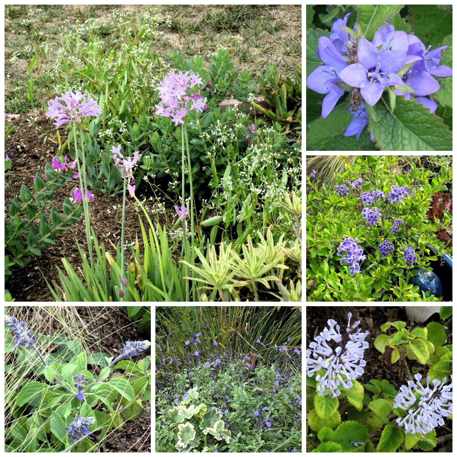 Late to the Garden Party: Bloom Day - September 2015