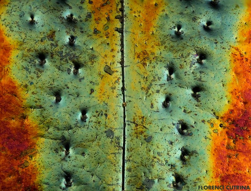 Chrysolina americana, el escarabajo del romero El mundo de Hydra