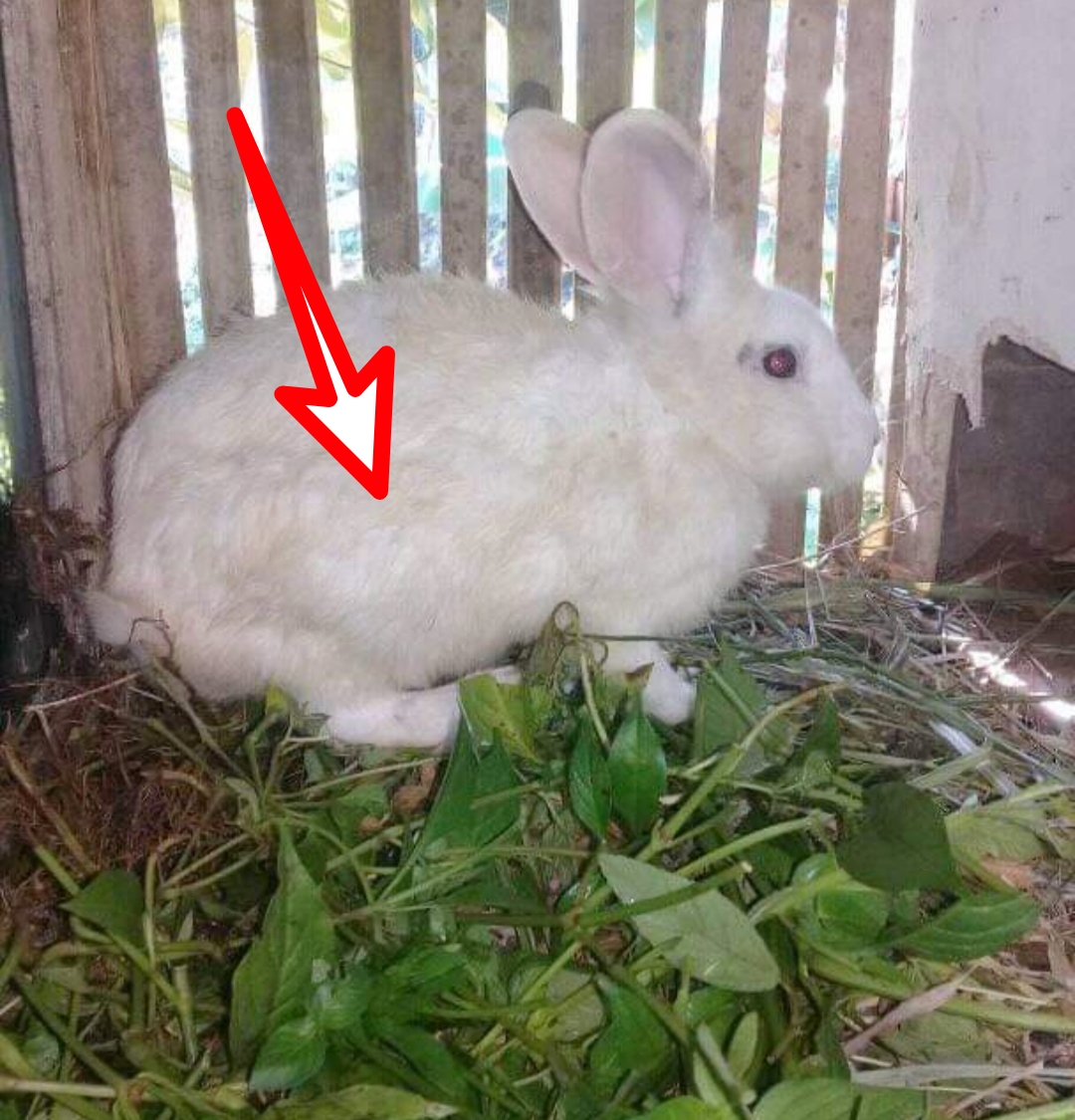 Ciri Ciri Kelinci Hamil Dilengkapi Gambar Dan Penjelasannya Hobinatang