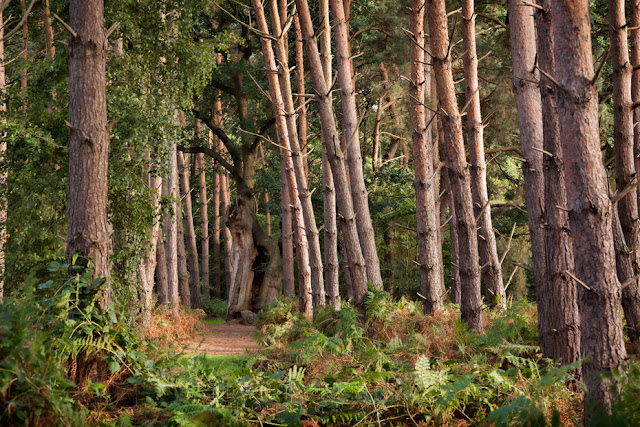 Norfolk woodland at Oxburgh Hall filled with pine trees