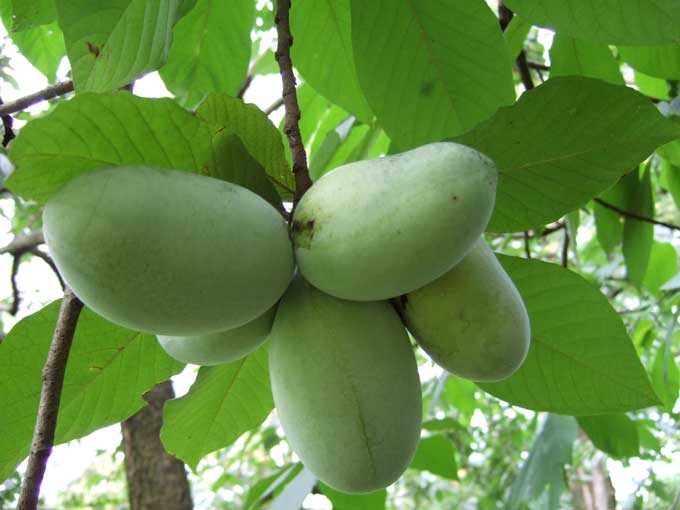 Fruit Warehouse American Pawpaw ( Asimina triloba )