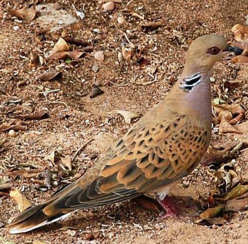 Birds of India - Photo of European turtle dove - Streptopelia turtur