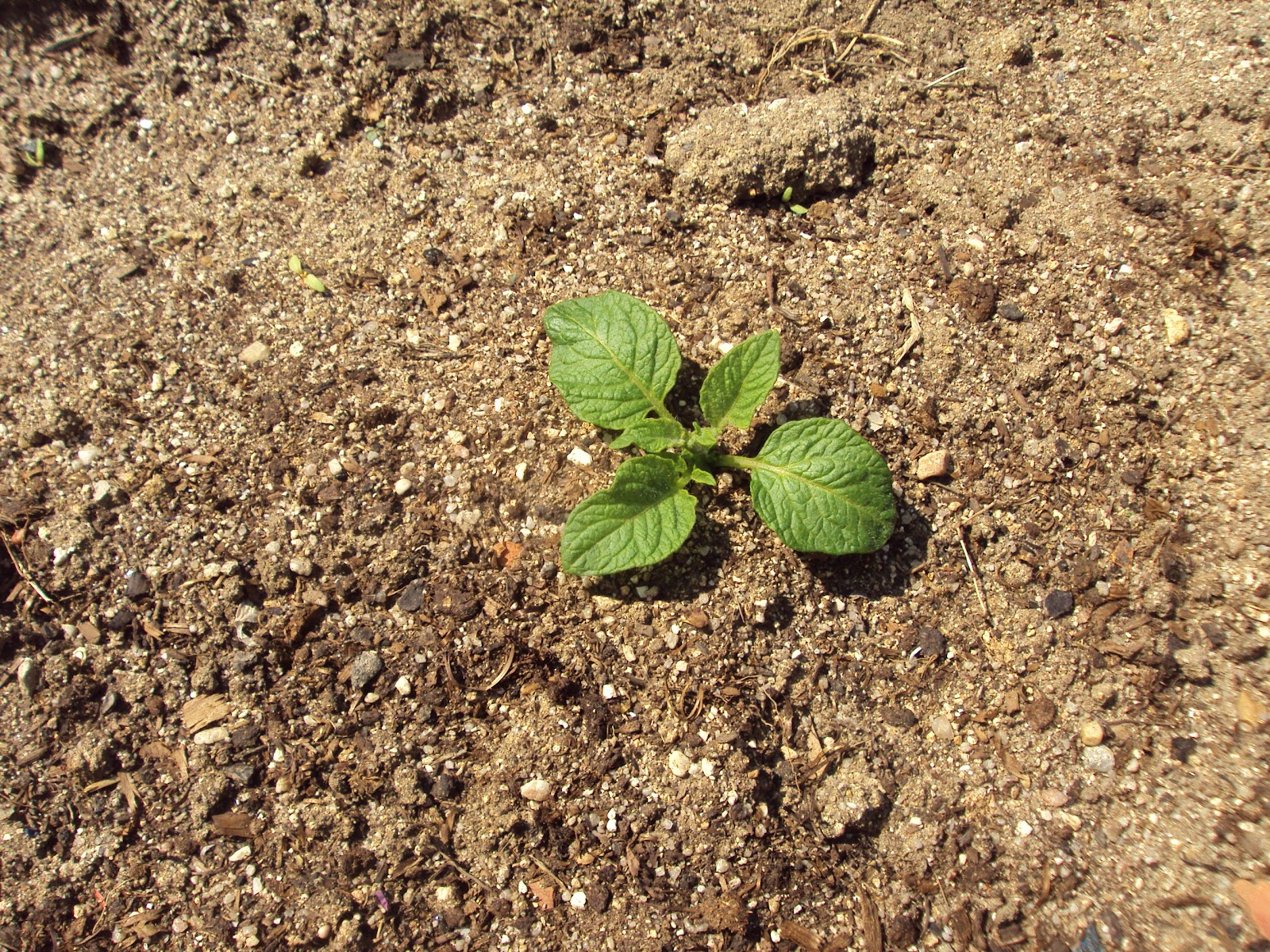SEMILLEROS, PLANTAS, FLORES... En torno al huerto.