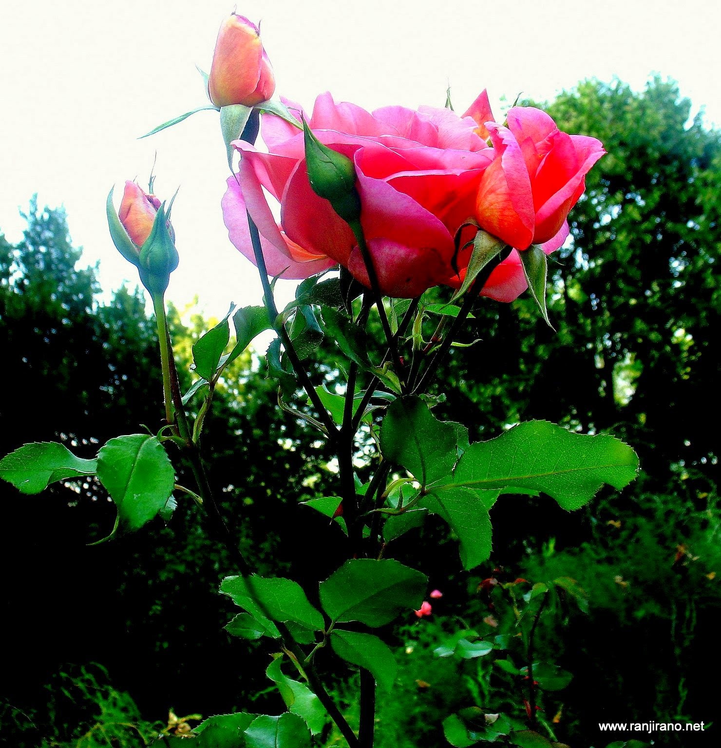 La rose de SaintExupéry Paysages et Fleurs au fil de l'eau