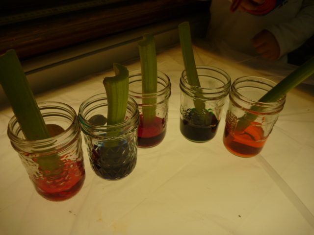 PLAY. EXPLORE. LEARN: Celery Experiment