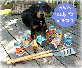 Who's ready for a BBQ? Penny sure is, thanks to her stash of #Merrick Summer Seasonal Recipes! #grainfree #MadeinUSA #DogFood #BestDogEver #rescuedog #doberman ©LapdogCreations
