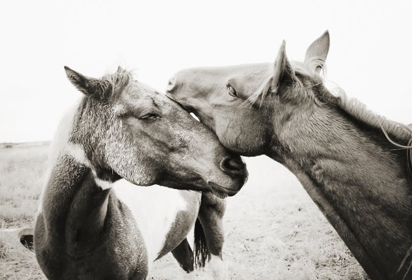 Horse Valentine Cards, Printable Horse Card for Valentines Day 2017