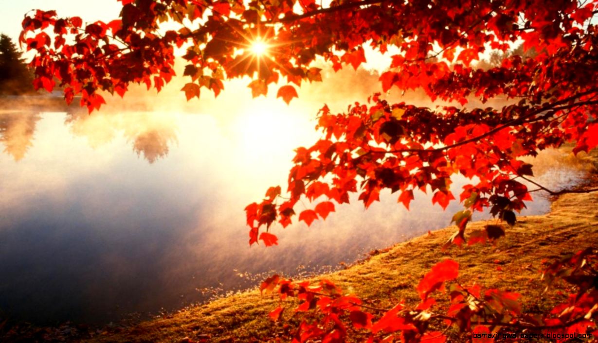 Morning red maple leaf wallpaper1366x768   Imgur