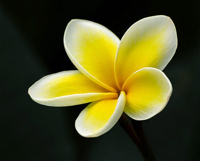 Gambar Tentang Bunga Plumeria Acutifolia Gambar Jepun Bali di Rebanas