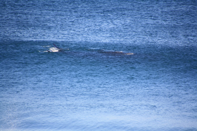 Logans Beach Whale Nursery