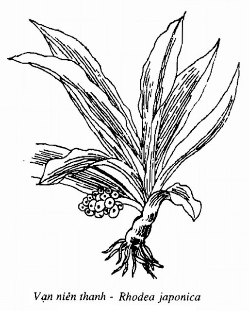 Hình vẽ Vạn Niên Thanh - Rhodea japonica - Nguyên liệu làm thuốc Chữa bệnh Tim
