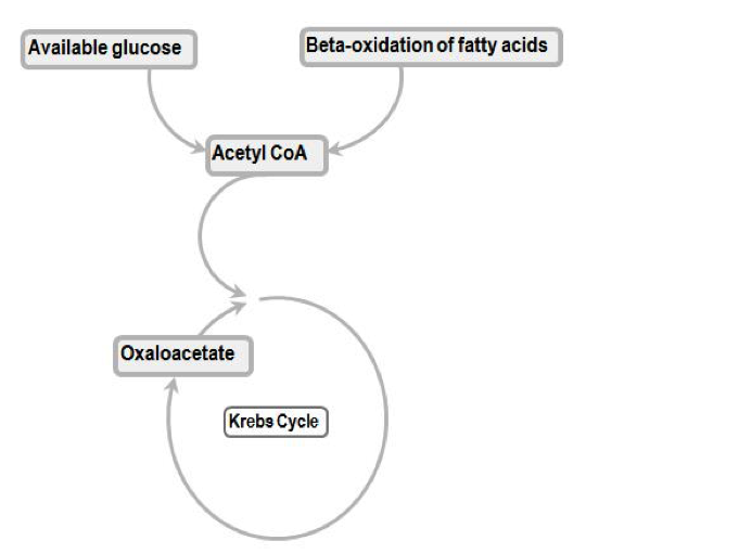 Starvation Ketosis A Rare Cause of Metabolic Acidosis Renal Fellow Network