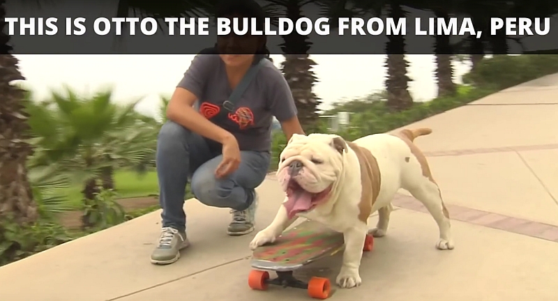 Eine Bulldogge holt den im 'durch Beine' skaten | Otto the skateboarding bulldog - Guinness World Records - Atomlabor Blog | Dein Lifestyle