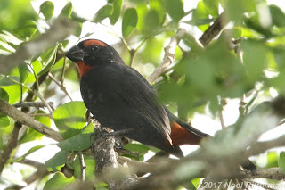 Greater Antillean Bullfinch