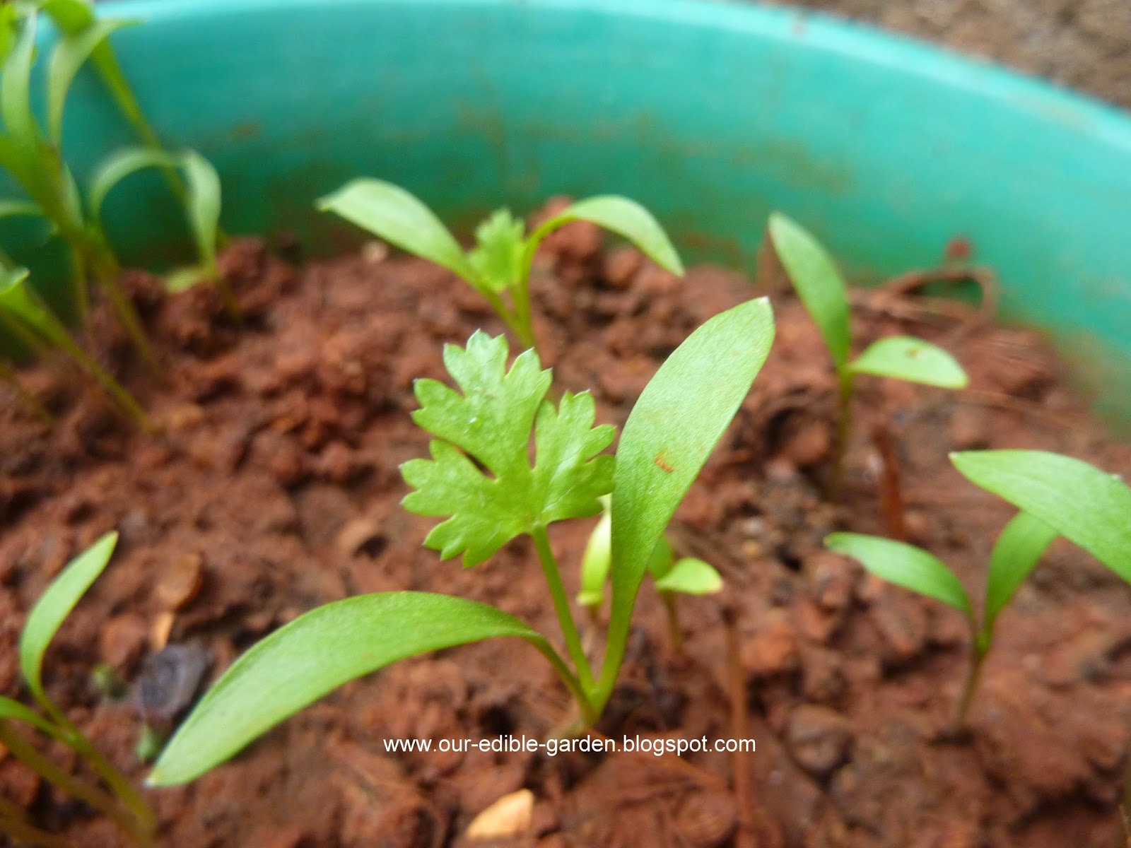 Our Edible Garden The lifecycle of Coriander