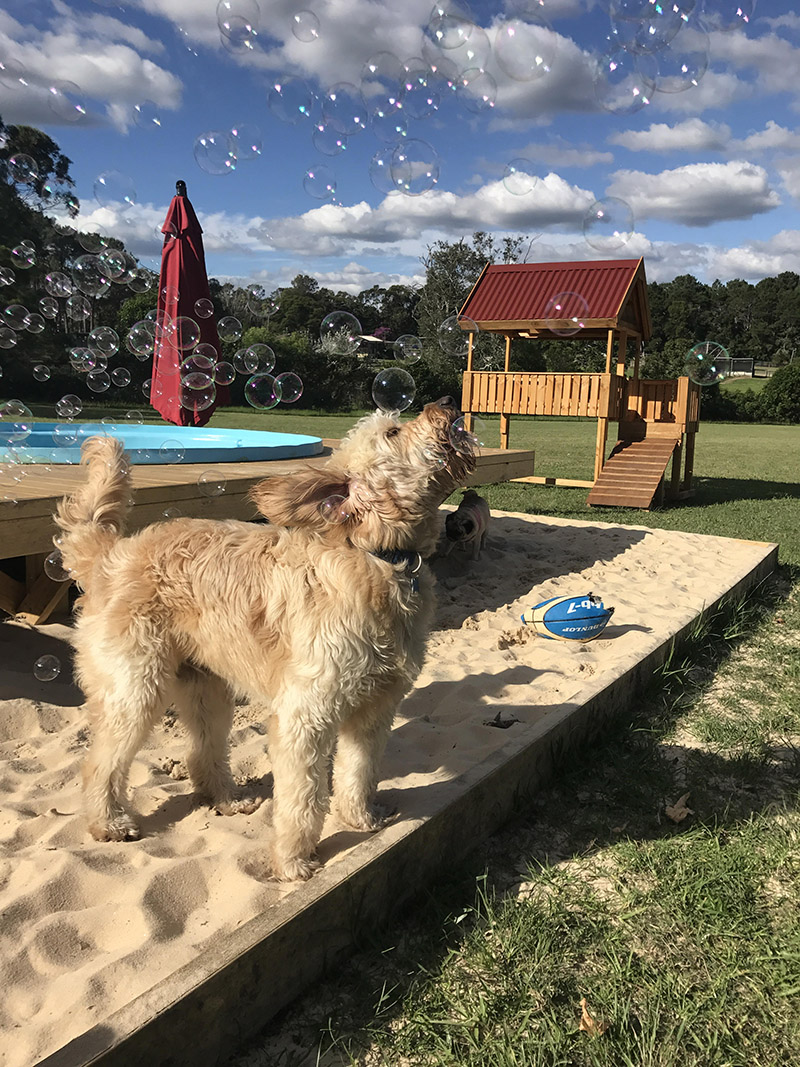 Doggy Daycare Farm Trips for Sydney Dogs Australian Dog Lover
