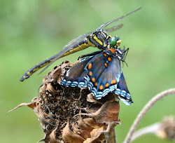 garden hummingbird capture vicki mysteries lane