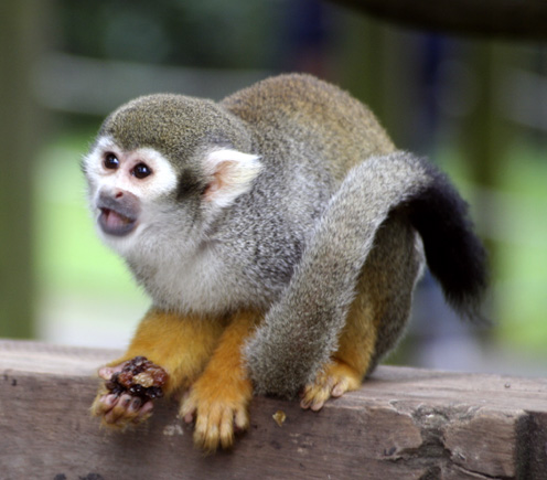 Cute and Funny Spider Monkeys | Funny And Cute Animals