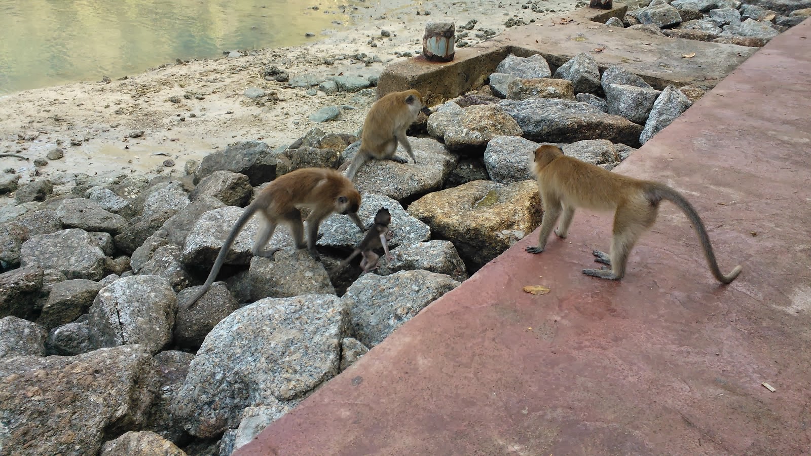 Monkeys in Langkawi - Malaysia