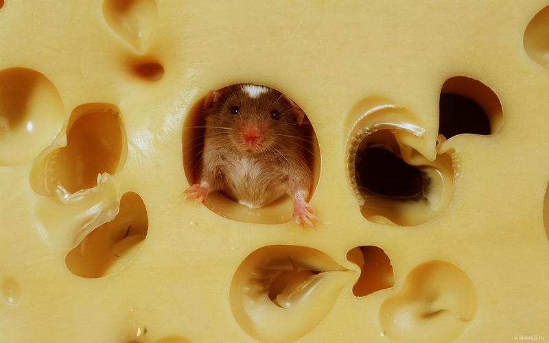 Mouse and Cheese Priceless Pic